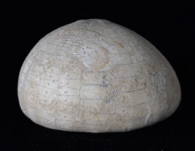Echinocorys humilis LAMBERT 1903 - Bild © FossNet FossilienStore